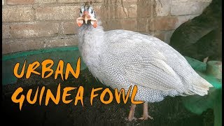 Keeping Guinea Fowl - 3 Tips for Urban Guinea Fowl