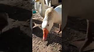 Why do ducks quack? screenshot 5