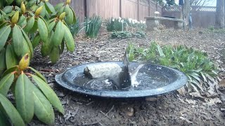 Bird Bath, March 15, 2024 (2/3) by Alex P 174 views 1 month ago 3 minutes, 21 seconds