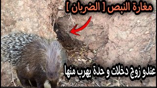 طريقة صيد الضربان  الشيهم ( النيص ) ( الدعلج ) في جحره -  chasse porcupine
