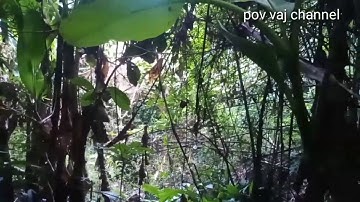 Mus zov qaib qus pw chawv tuaj tau lom zem tiag2