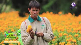 คนไทยหัวใจเกษตร  09 กันยายน 2562 B2