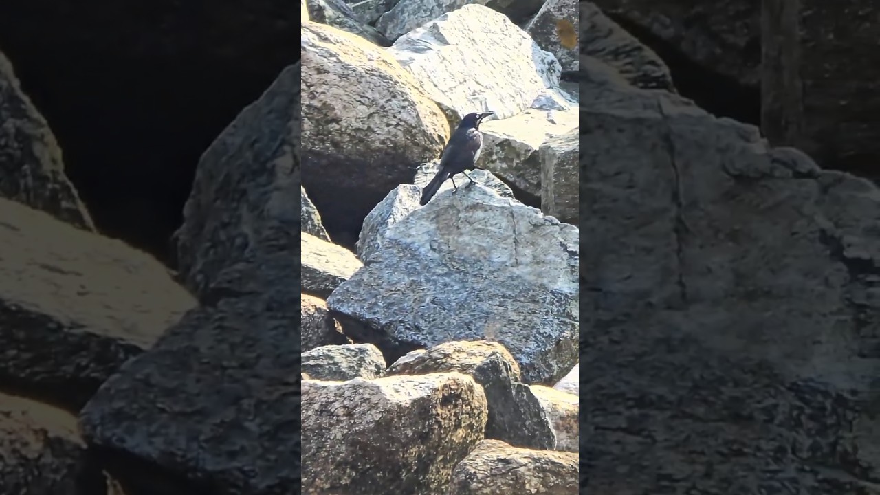 BIRDS - Common Grackle Rock Hopping