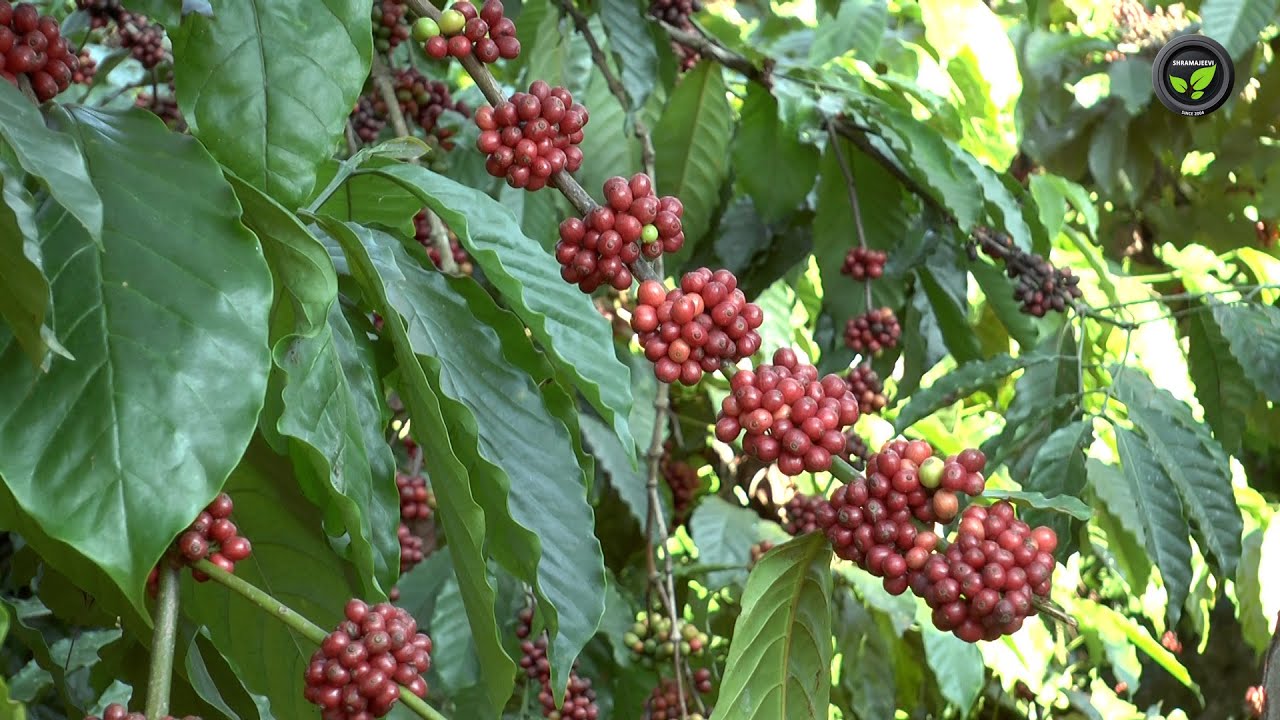 ಕಾಫಿ ಅಧರಿತ ಬೆಳೆ ಪದ್ಧತಿಗಳು - ಡಾ. ವೇಣುಗೋಪಾಲ ಎಮ್. ಎಮ್. | Coffee Based Cropping Systems