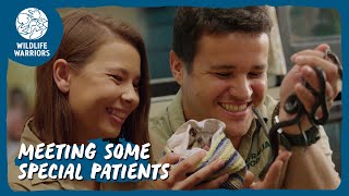 Sneak peek inside the Australia Zoo Wildlife Hospital | Wildlife Warriors Missions by Australia Zoo 36,818 views 9 days ago 8 minutes, 49 seconds