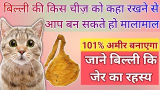 Billi ki jer नाल अवल ke fayede| How to use cat naval cord| Keep this cat thing in home|बिल्ली की जेर