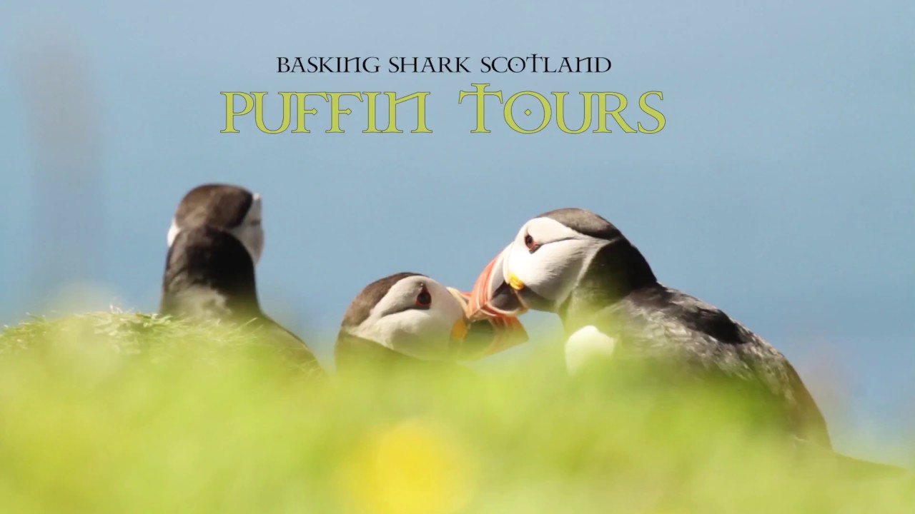 Puffin & Wildlife Tour