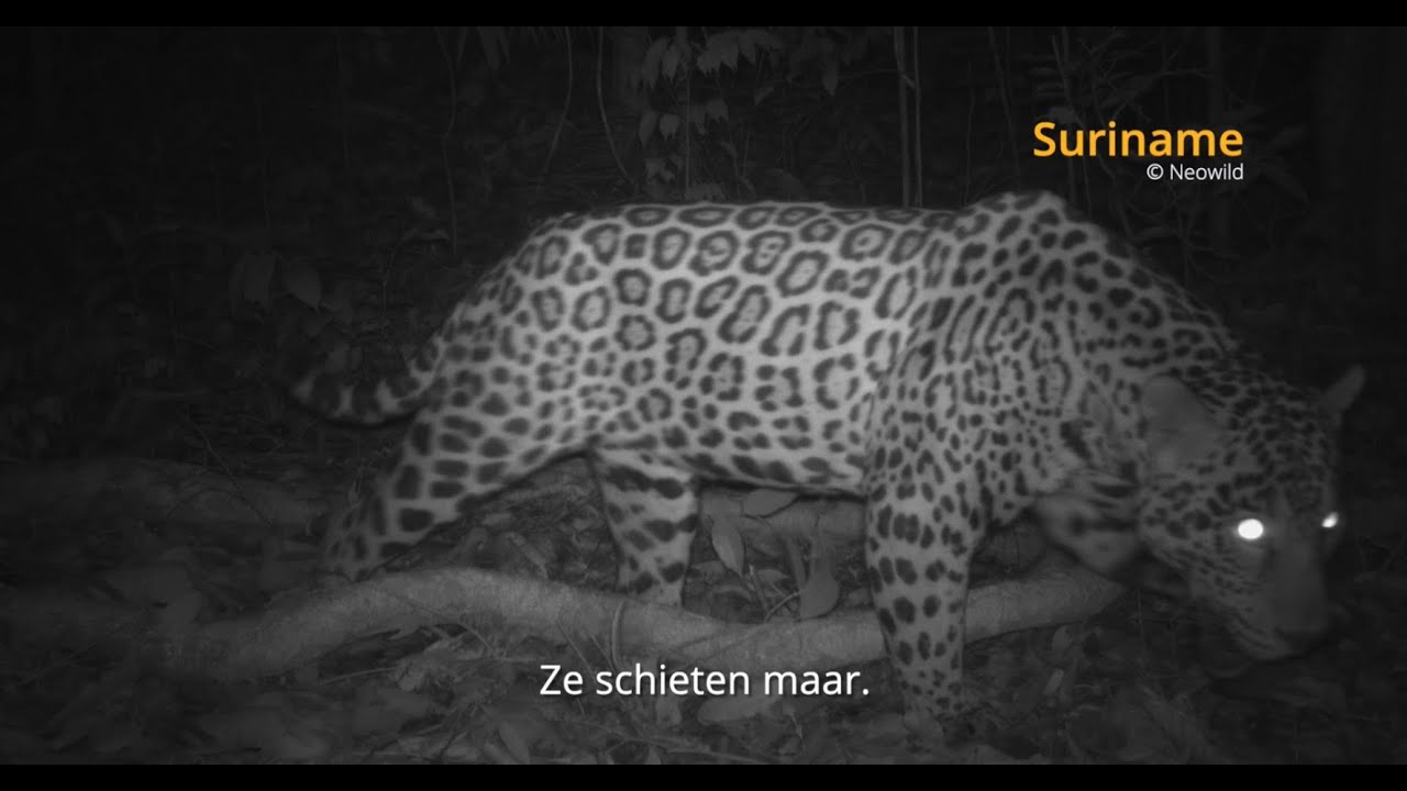 Hoe staat het met de Jaguar in Suriname? - YouTube