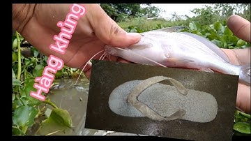 Câu con cá chốt bằng chiếc dép- Tập 62- NguoiVoHinhTV#