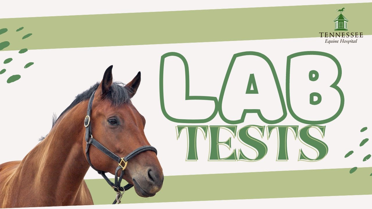 Equine Lab Equine Lab Tests with Dr. Christine Cocquyt - YouTube