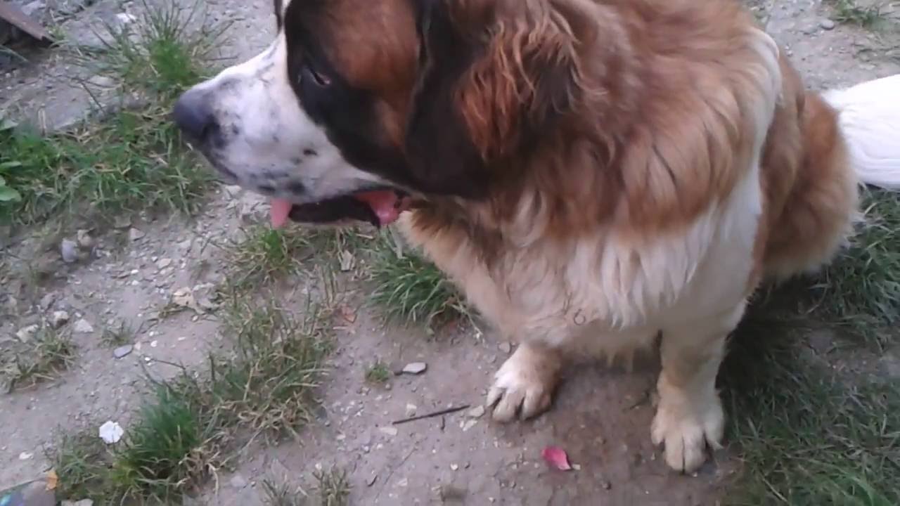 Чем отличаются Московская сторожевая от Сенбернара