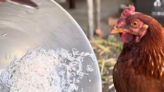 🐔 Should You Feed Chickens Soaked Rice? Benefits, Risks & Best Practices! 🍚