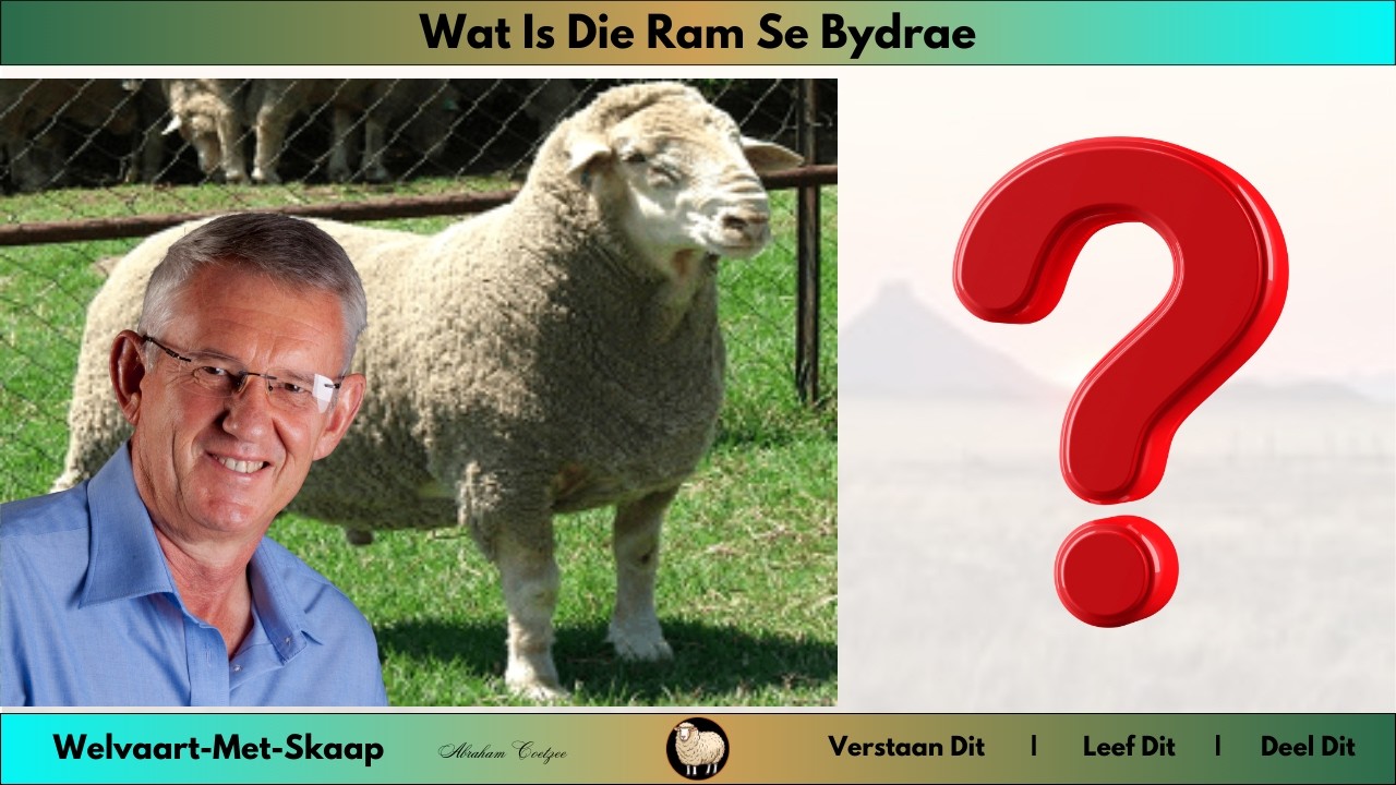WMS 7 - Hoe belangrik is die bydrae van die ram in jou skaapboerdery?