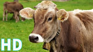 Cow Farming Cattle Farm Domestic Livestock Royalty Free Free 4K Hd Videos No Copyright