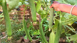 Grow Sponge Gourd at home; Turai / Parol उगाएं grow bag में ( Seed till harvesting )