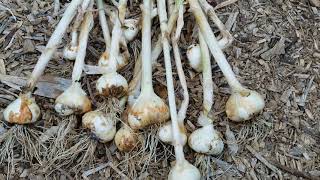 2021 garlic harvest. Gardening tips