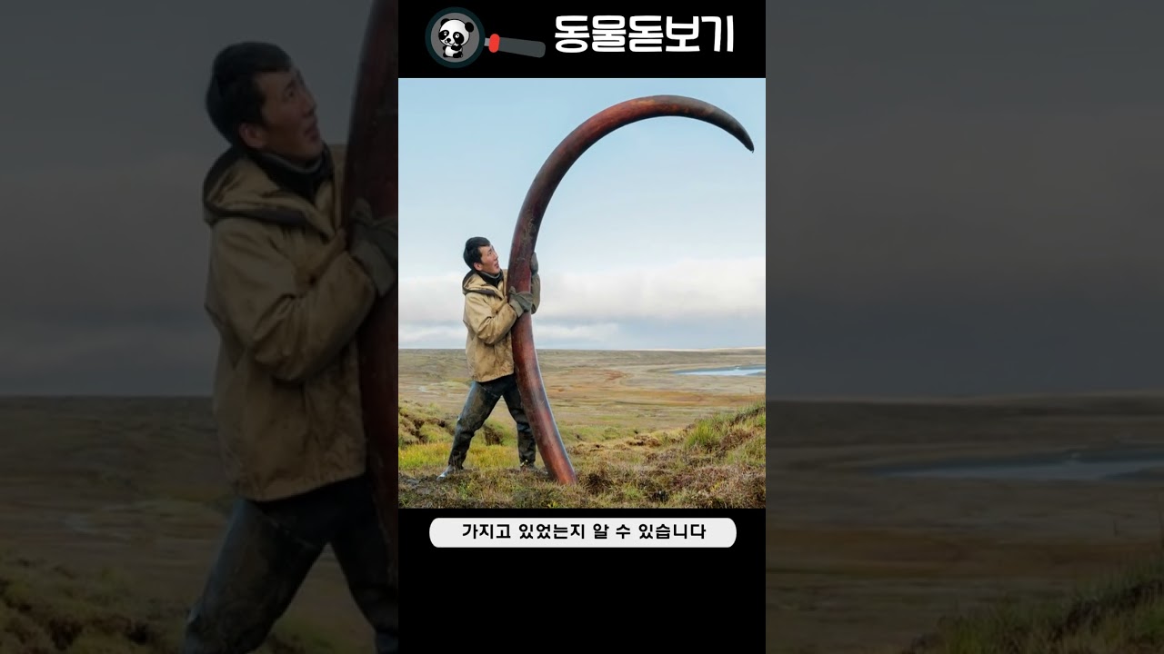 고대생물 - 2 매머드 (맘모스 - Mammoth)