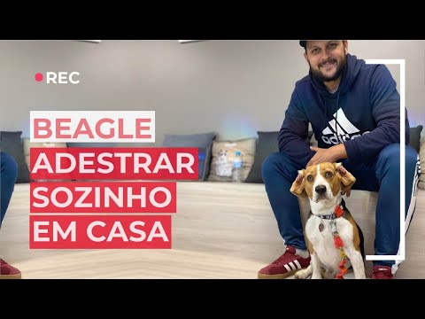 Adestrar cachorro beagle em casa