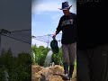 the process of planting tubers is easy to do #shorts