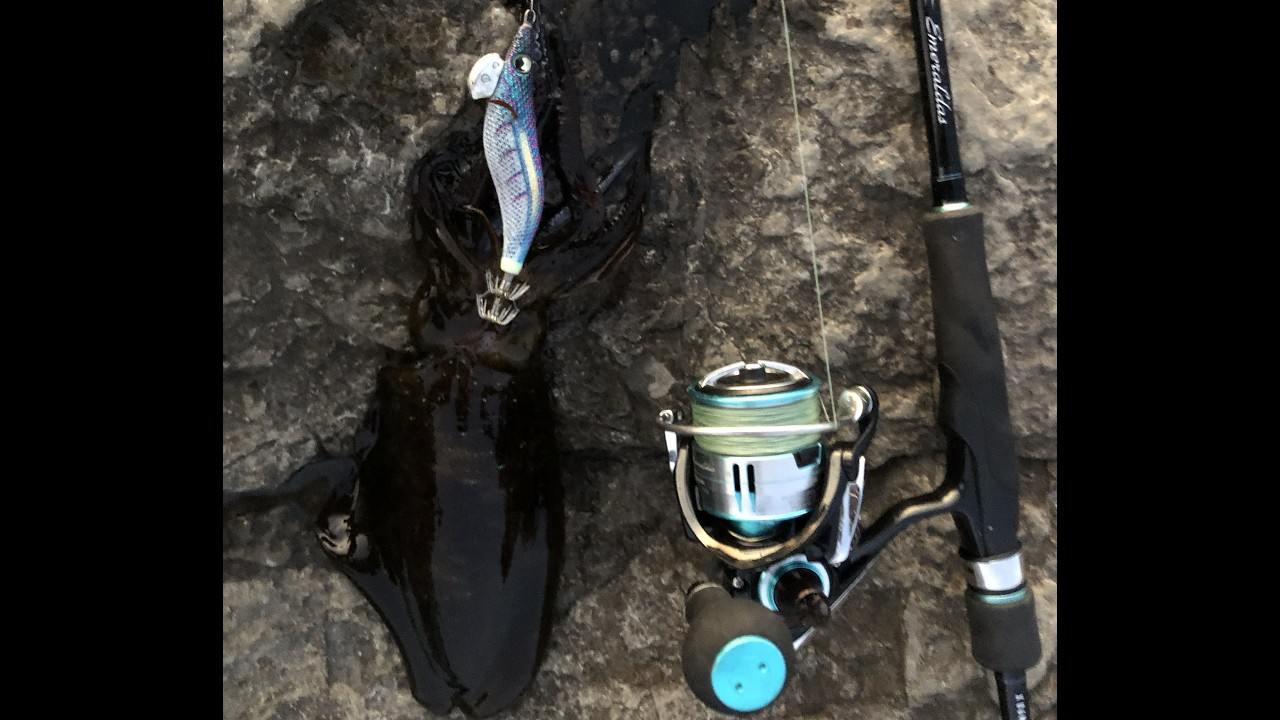 串間市エギング