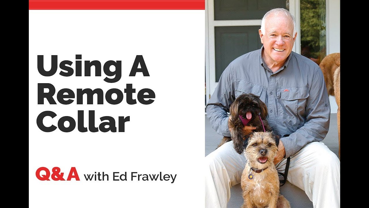 puppy paradise Q&A on E-Collars