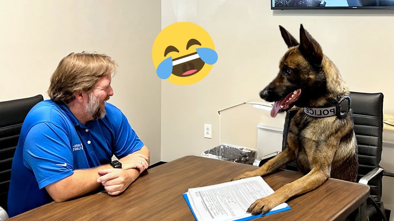 Unexpected Laugh with these Funny Dogs - Best Funniest Dog Videos of The Year #1