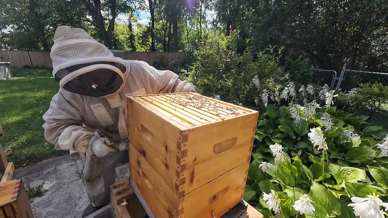 sept 8th 2025 hive 3