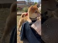 ææ¥è»ã®é³ã«ããã¯ãªããŠãããã«å©ããæ±ããè±æŽ #shorts