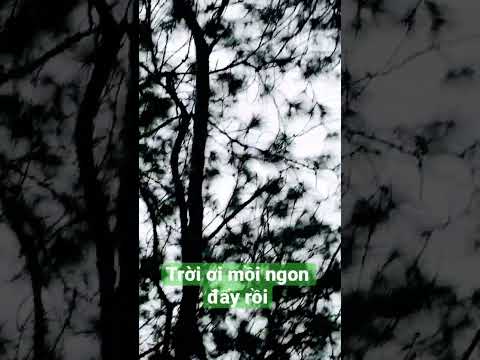 Video Sóc bông - youtube