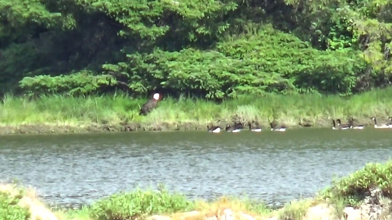 Eagle kills goose YouTube