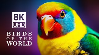 BIRDS OF THE WORLD in 8K VIDEO ULTRA HD - 8K TV