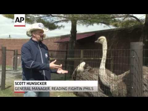 reading fightin phils ostrich