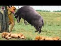 Lion vs Buffalo : Who do You Think Will Win?