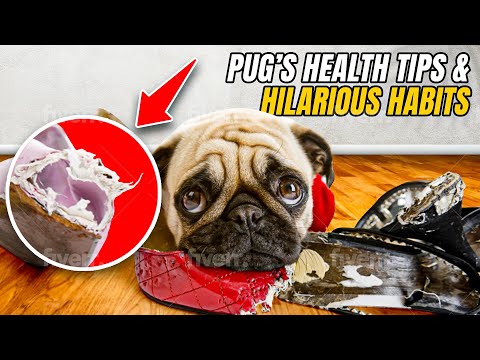 Pugs Just Wanna Have Fun! Health Tips & Hilarious Habits