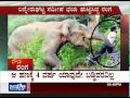 Janasri News | Rowdy Ranga - disastrous Wild Elephant captured