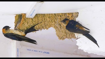 Red-rumped Swallow Nest Building.