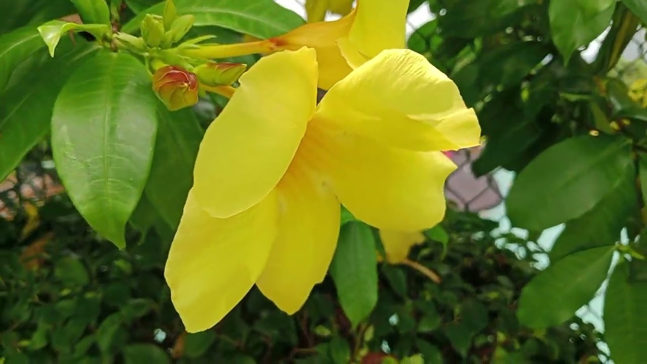How beautiful Yello Bell flowers 