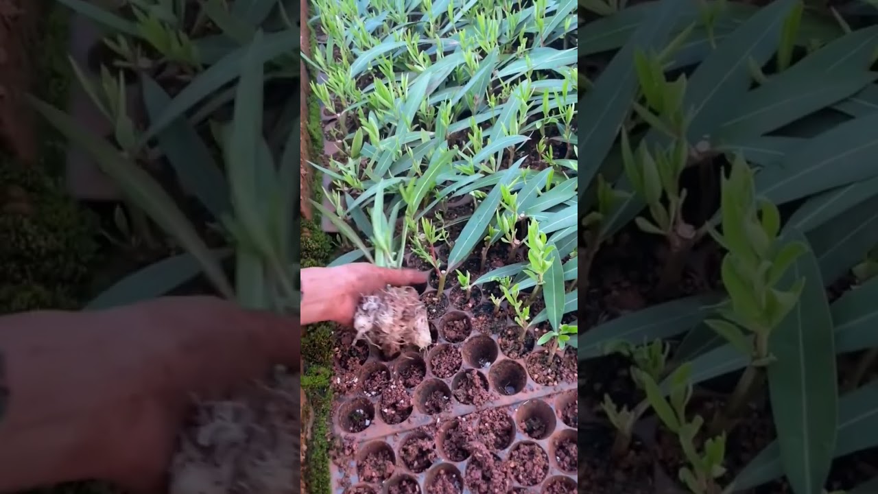 Nerium oleander L Seedlings Are Ready How Much You Know About This Plant 