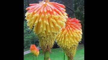 سورة : (الروم) بصوت الشيخ صلاح بو خاطر