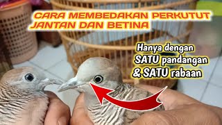 Cara membedakan perkutut jantan dan betina