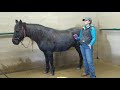 How to Clean a Gelding's Sheath