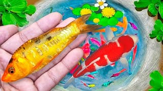 Wow !! Serok ikan hias warna-warni, ikan koi, ikan mas koki, ikan komet, ikan gurami, kura kura lucu