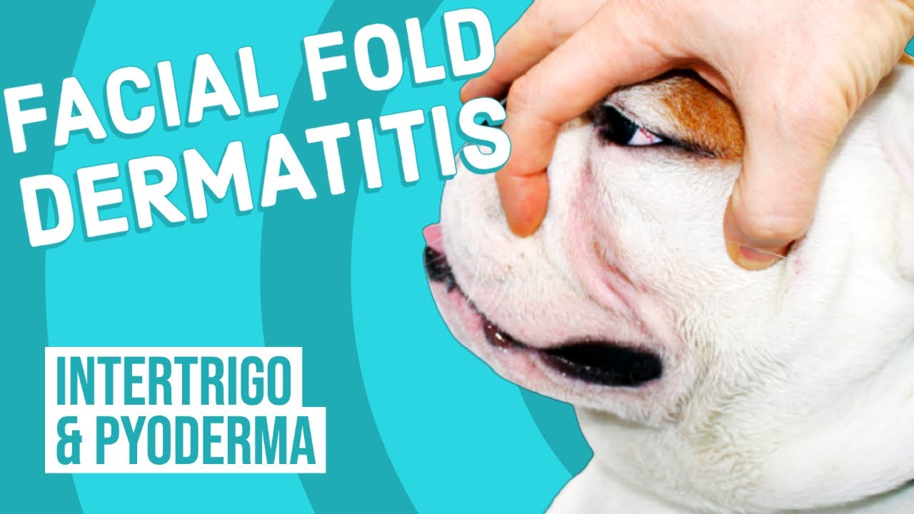 how do you treat bulldog folds