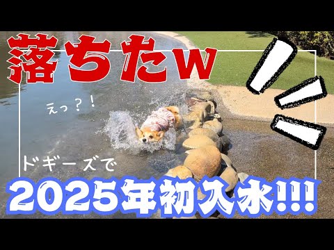 【まさかの!】春が来てはしゃいじゃうコーギーがかわいいwww ドギーズで初入水!