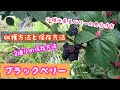 ブラックベリー収穫方法と保存方法《家庭菜園》