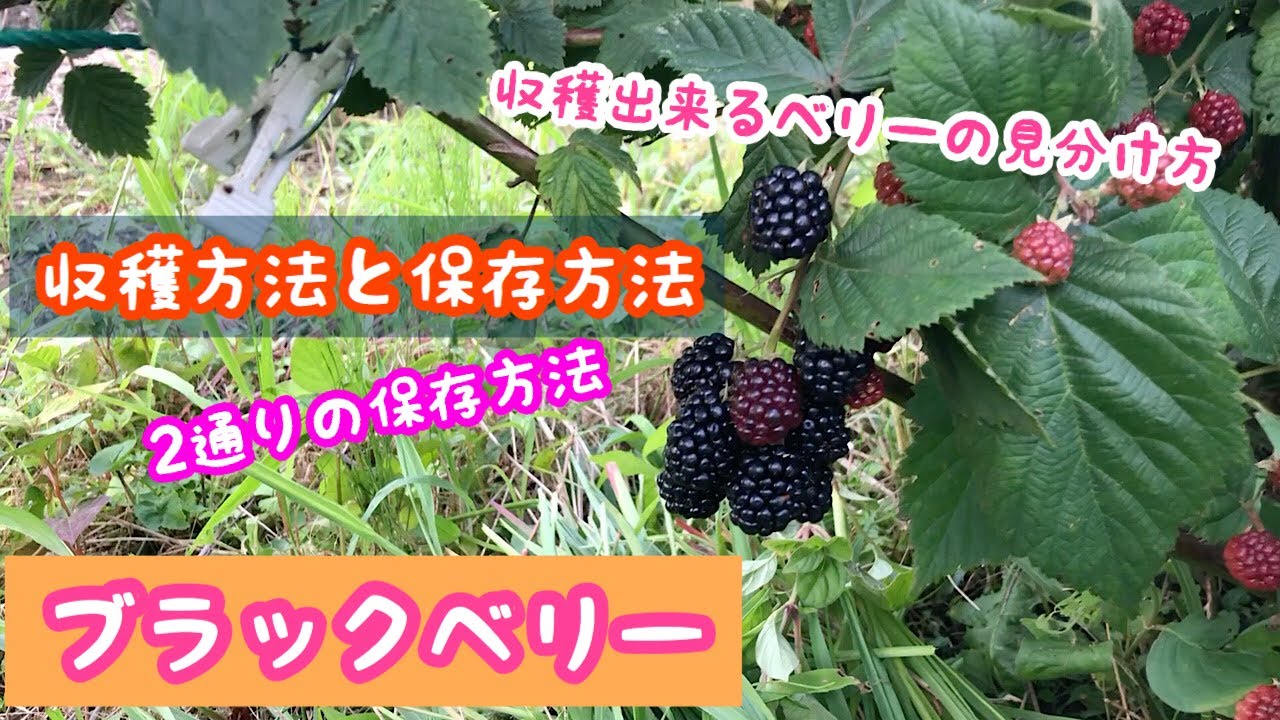 ブラックベリー収穫方法と保存方法 家庭菜園 Youtube