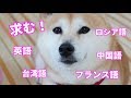 柴犬小春 YouTube翻訳機能紹介!求む、英語、台湾語etc