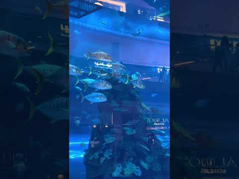 Dubai aquarium #nature #travel #dubai