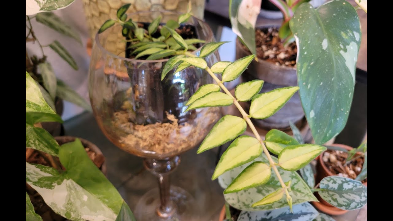 Hoya Luis Bois I Care + Propagation