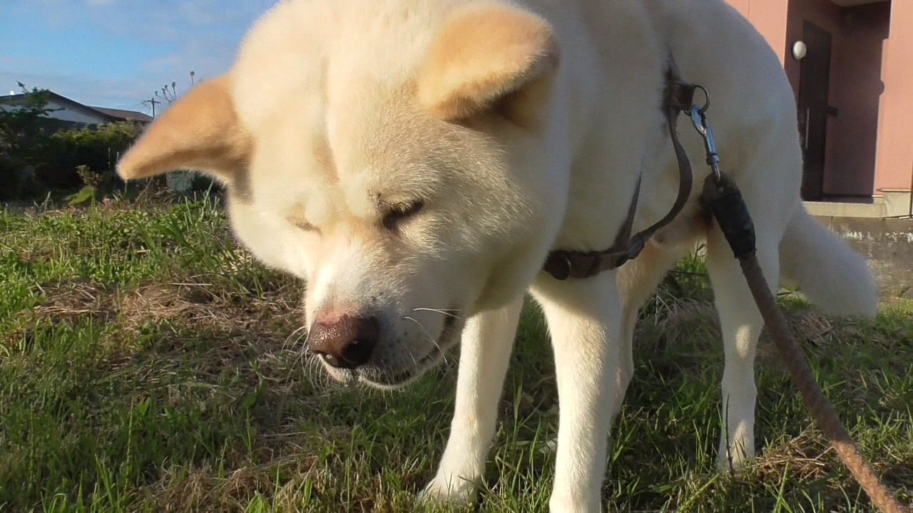 【秋田犬ゆうき】朝露をトッピングした自然の草でお腹を整え帰宅後は常備薬も一応確認する【akita dog】